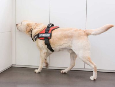 Abbildung 7 Schimmelspürhund © ideenhunger media GmbH