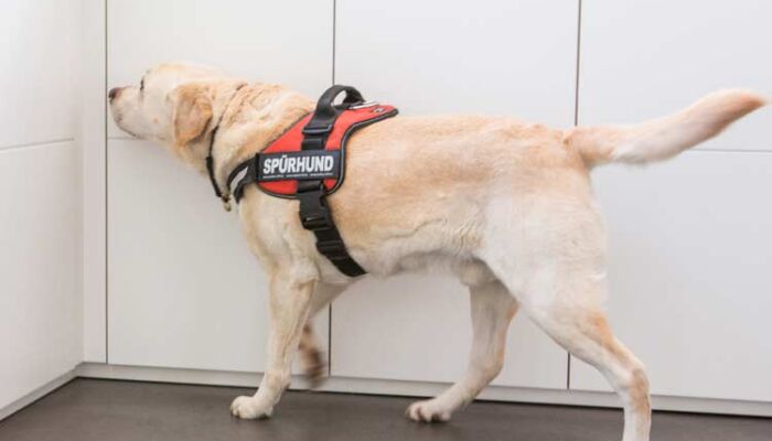 Abbildung 7 Schimmelspürhund © ideenhunger media GmbH